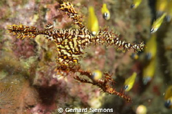 Pair of Ghostpipefish by Gerhard Siemons 